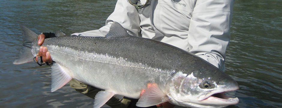 PERFECT 18LB STEELHEAD