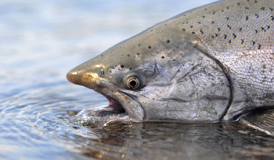 picture of grizzly bear salmon fishing in canada